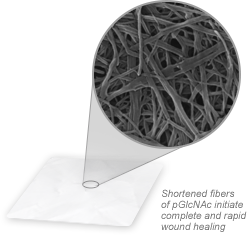 shortened fibers of pGlcNAc initiate complete and rapid wound healing